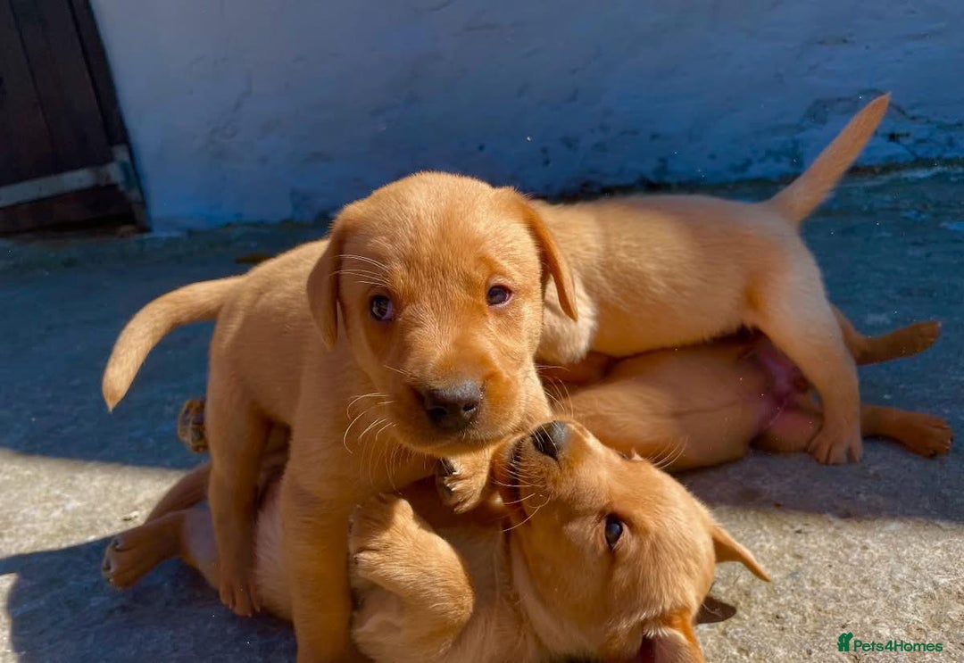 Labrador Retriever dogs for sale: Labrador Retriever Puppies in Llanybydder - Image 2