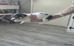 Mixed Breed dogs for sale: Chihuahua x jack Russell puppies 4 boys  - Image 7