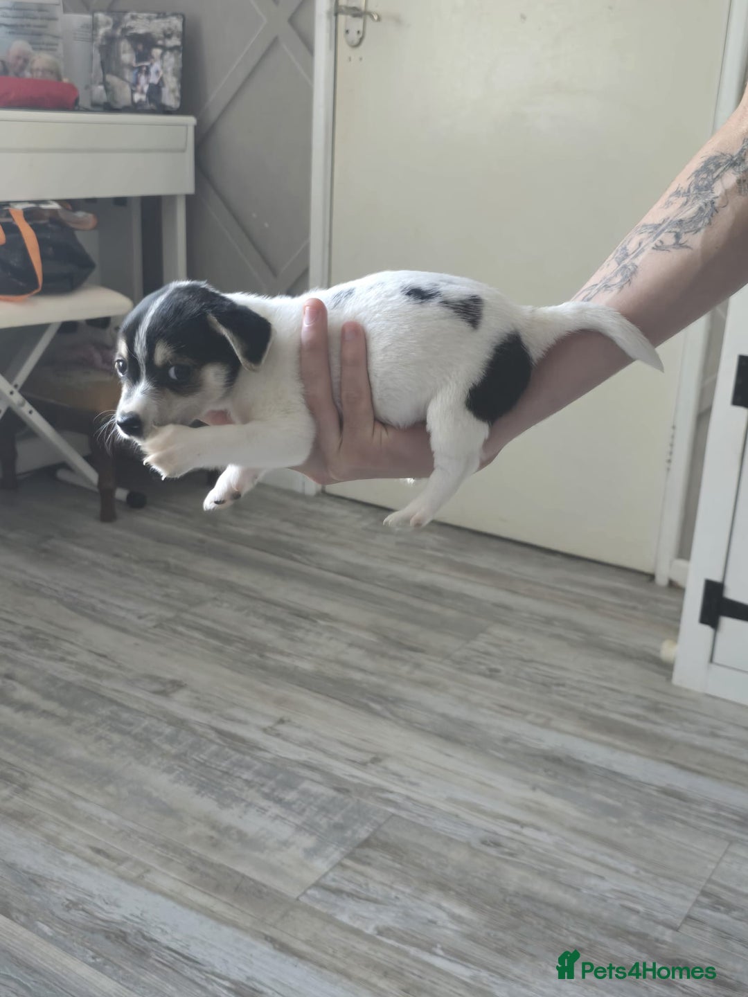 Mixed Breed dogs for sale: Chihuahua x jack Russell puppies 4 boys  - Image 7