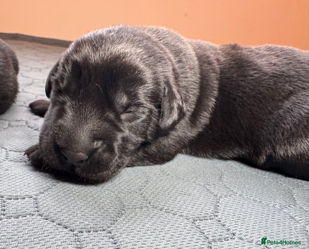 Labrador Retriever dogs for sale: Beautiful Working Black Labradors 🐾🐾 - Advert 10