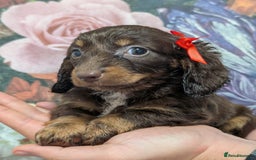 Dachshund dogs for sale: Miniature dachshund  - Image 5