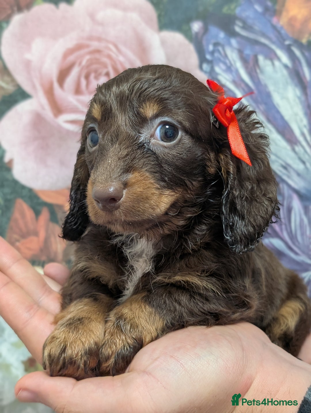 Dachshund dogs for sale: Miniature dachshund  - Image 5