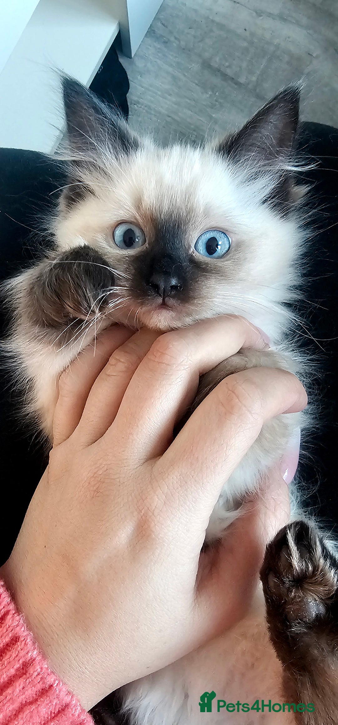 Ragdoll cats for sale: Ragdoll kitten purebred chocolate point LAST GIRL - Advert 4