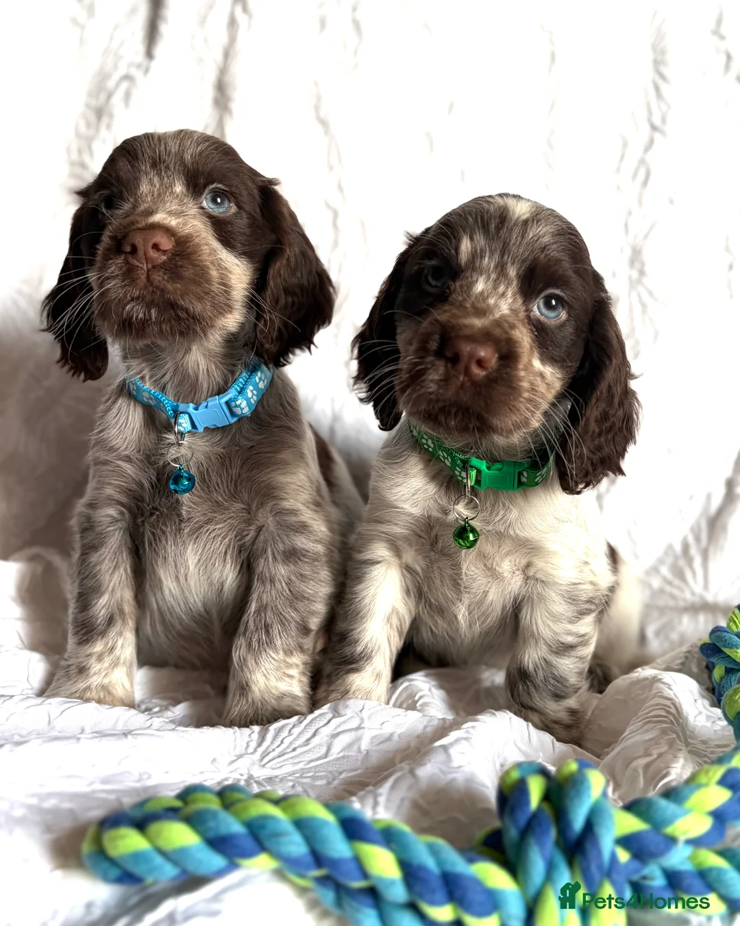 Cocker Spaniel dogs for sale: Show Type Chocolate Roan Cocker Spaniel Puppies - Advert 3