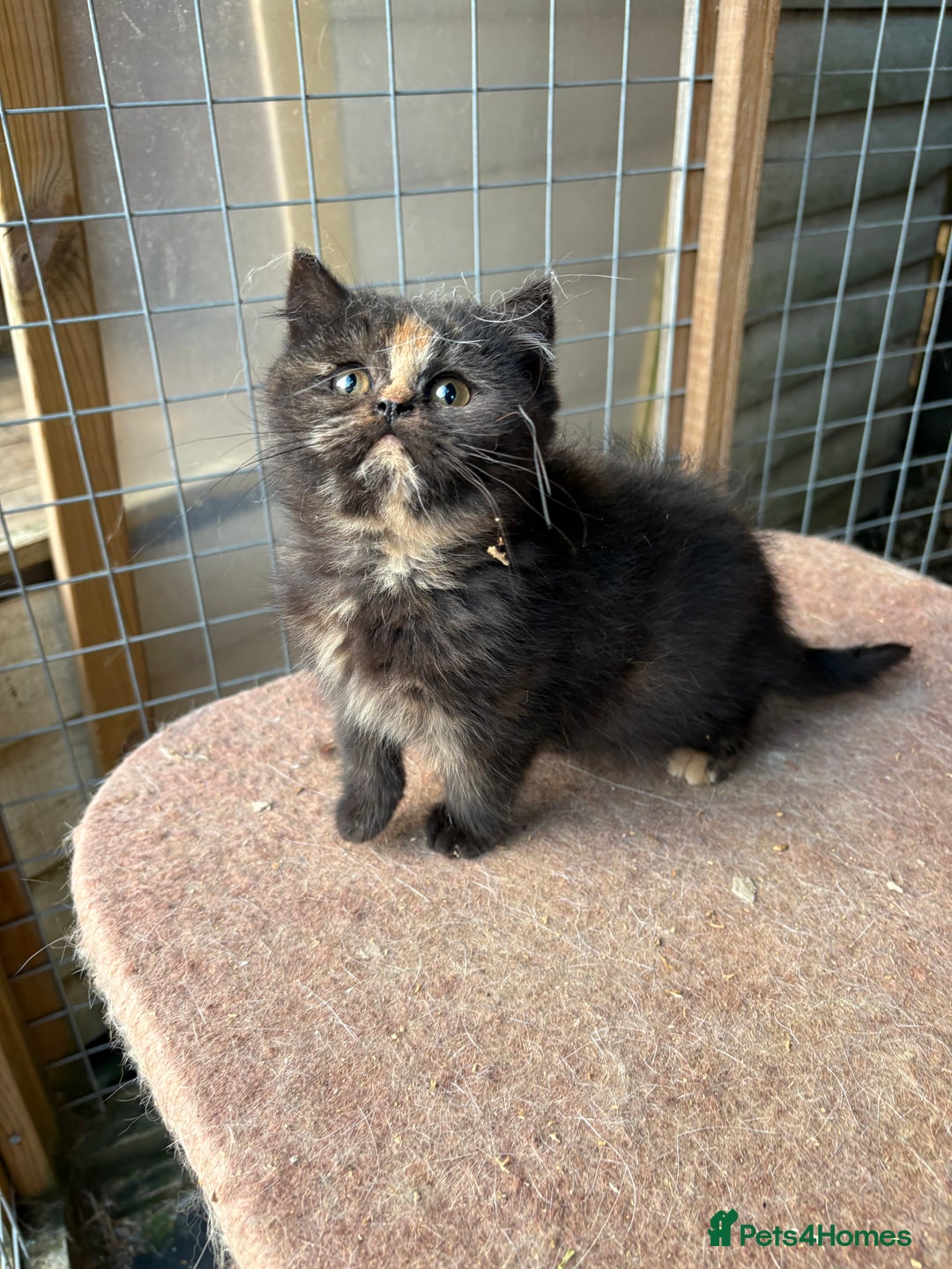 British Shorthair cats for sale: British Shorthair kittens - Image 15