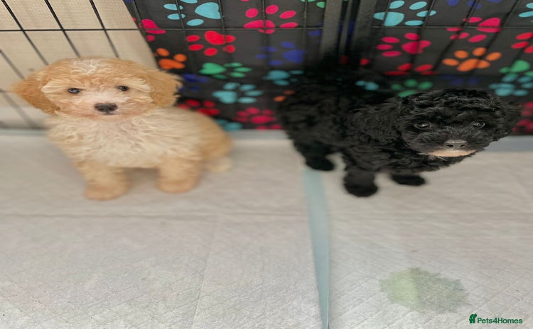 Cavapoo dogs - Advert 6