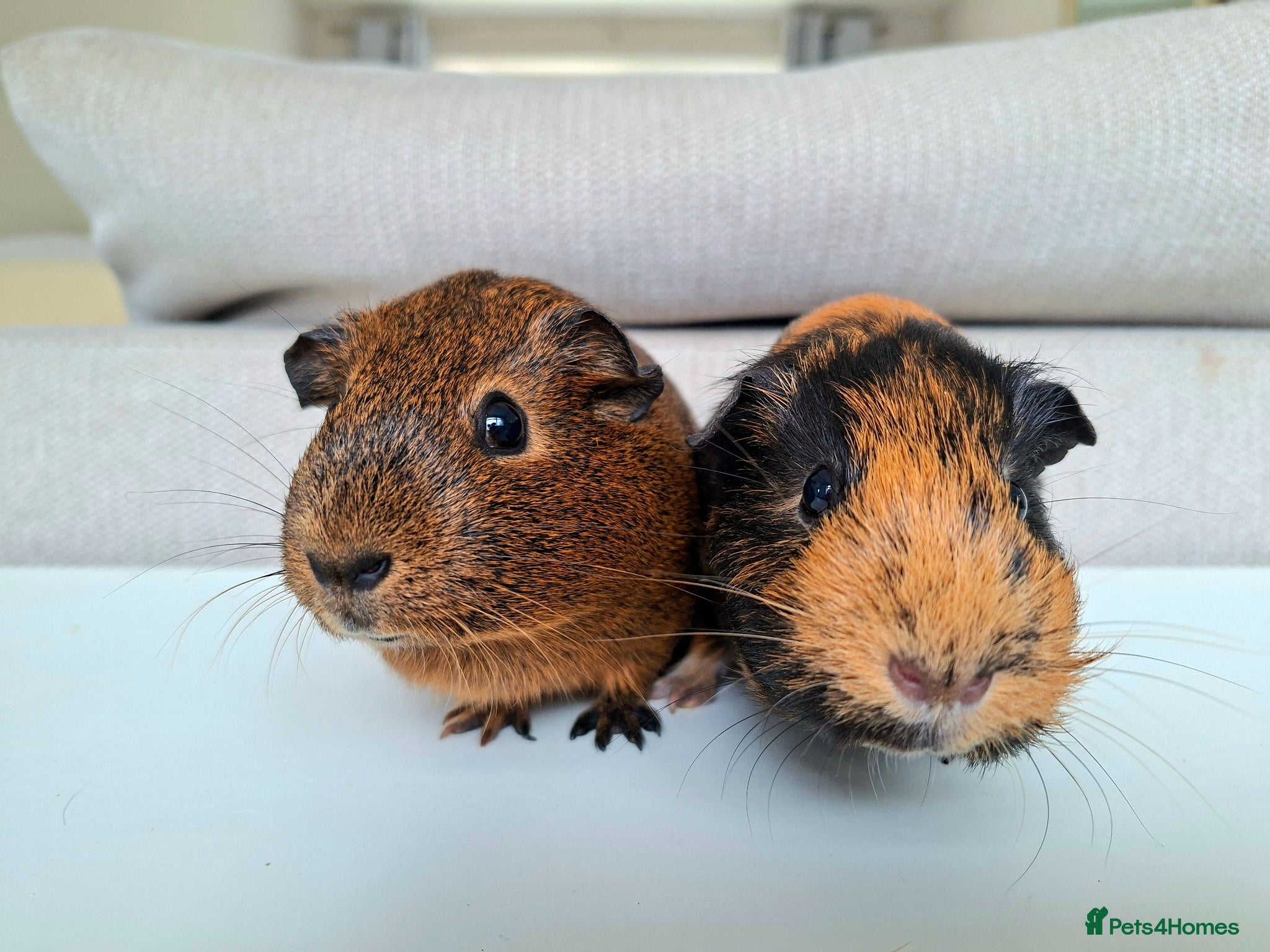 Guinea Pig rodents for sale: Female guinea pigs for sale. 2 Pairs - Advert 2