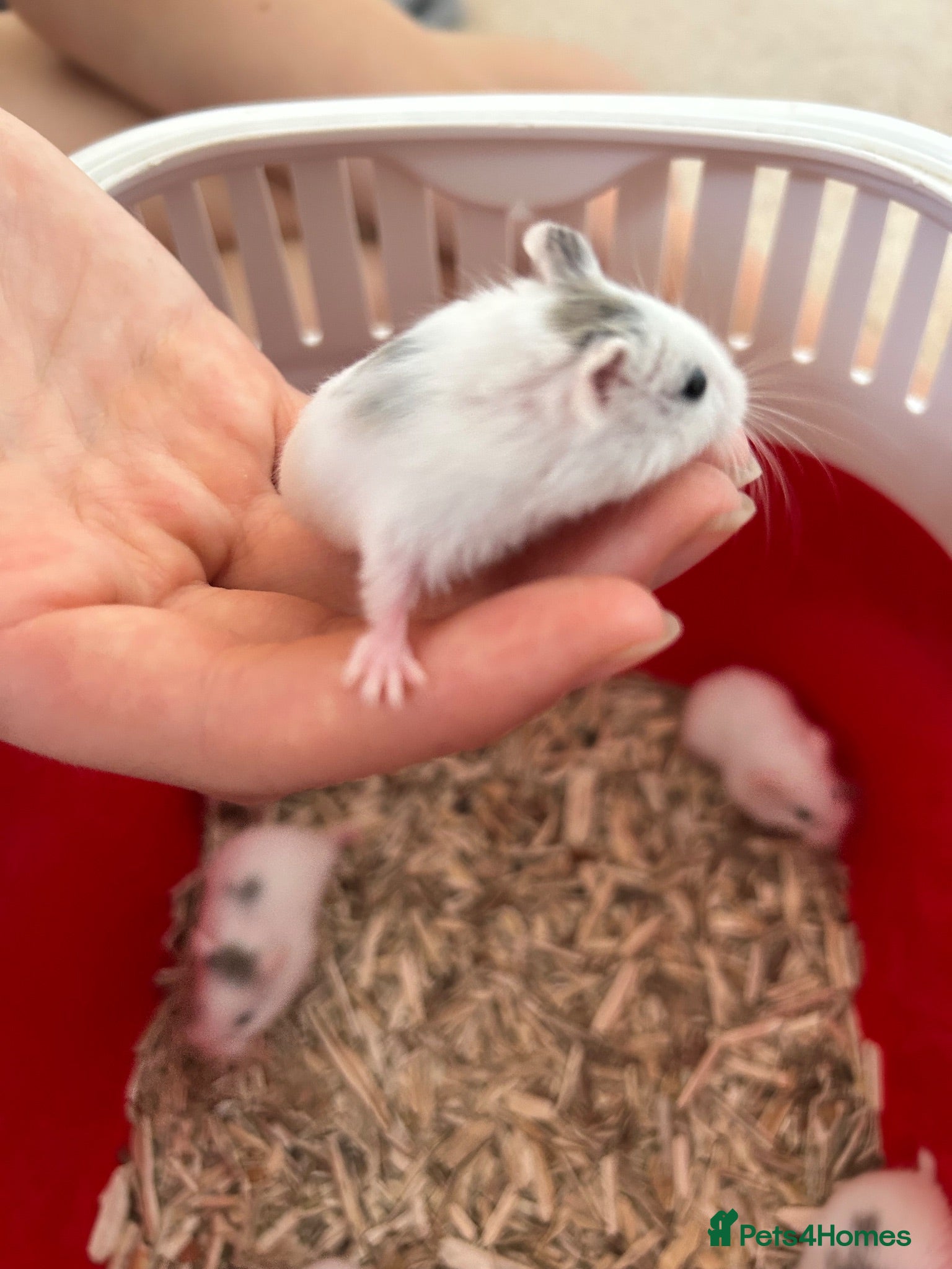 Hamster rodents Roborovski babies show winning parents - Advert 2