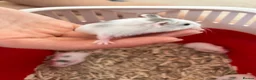 Hamster rodents for sale: Roborovski babies show winning parents - Advert 2