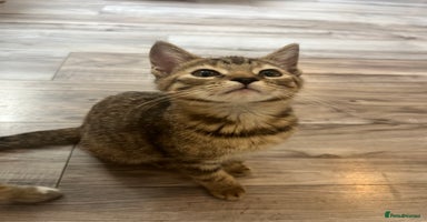 Mixed Breed cats - Advert 5
