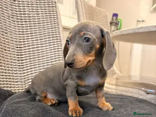 Miniature Dachshund dogs Miniature dachshund - Advert 2