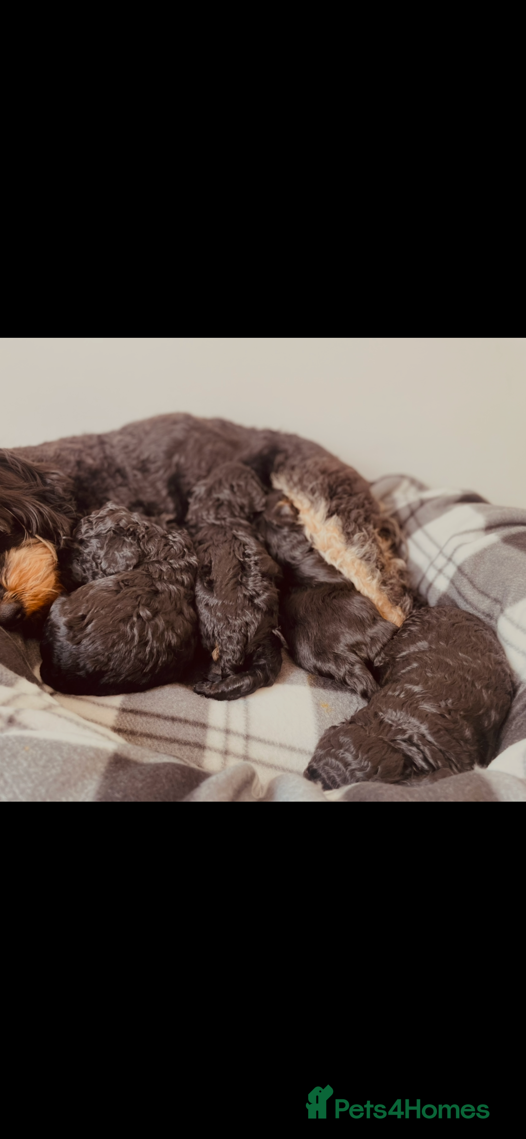 Cavapoo dogs for sale: ⭐ adorable Cavapoo’s ⭐  - Advert 2
