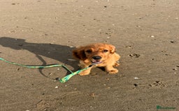 Cocker Spaniel dogs for sale: Show cocker spaniel puppy  - Image 6