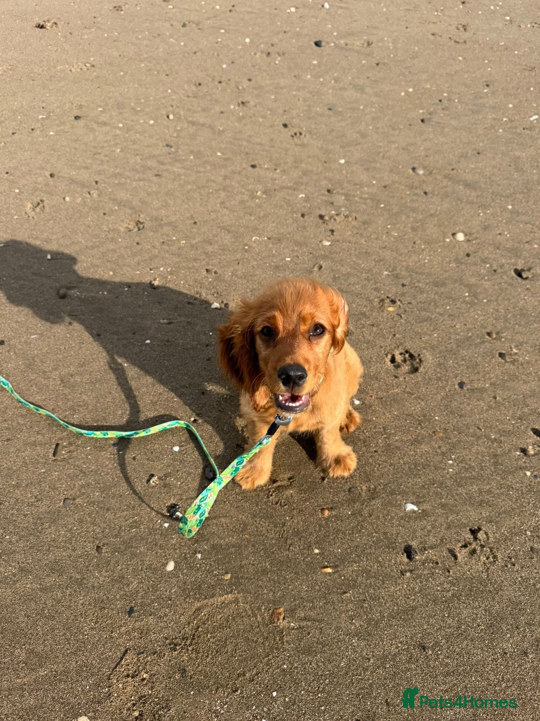 Cocker Spaniel dogs for sale: Show cocker spaniel puppy  - Image 6
