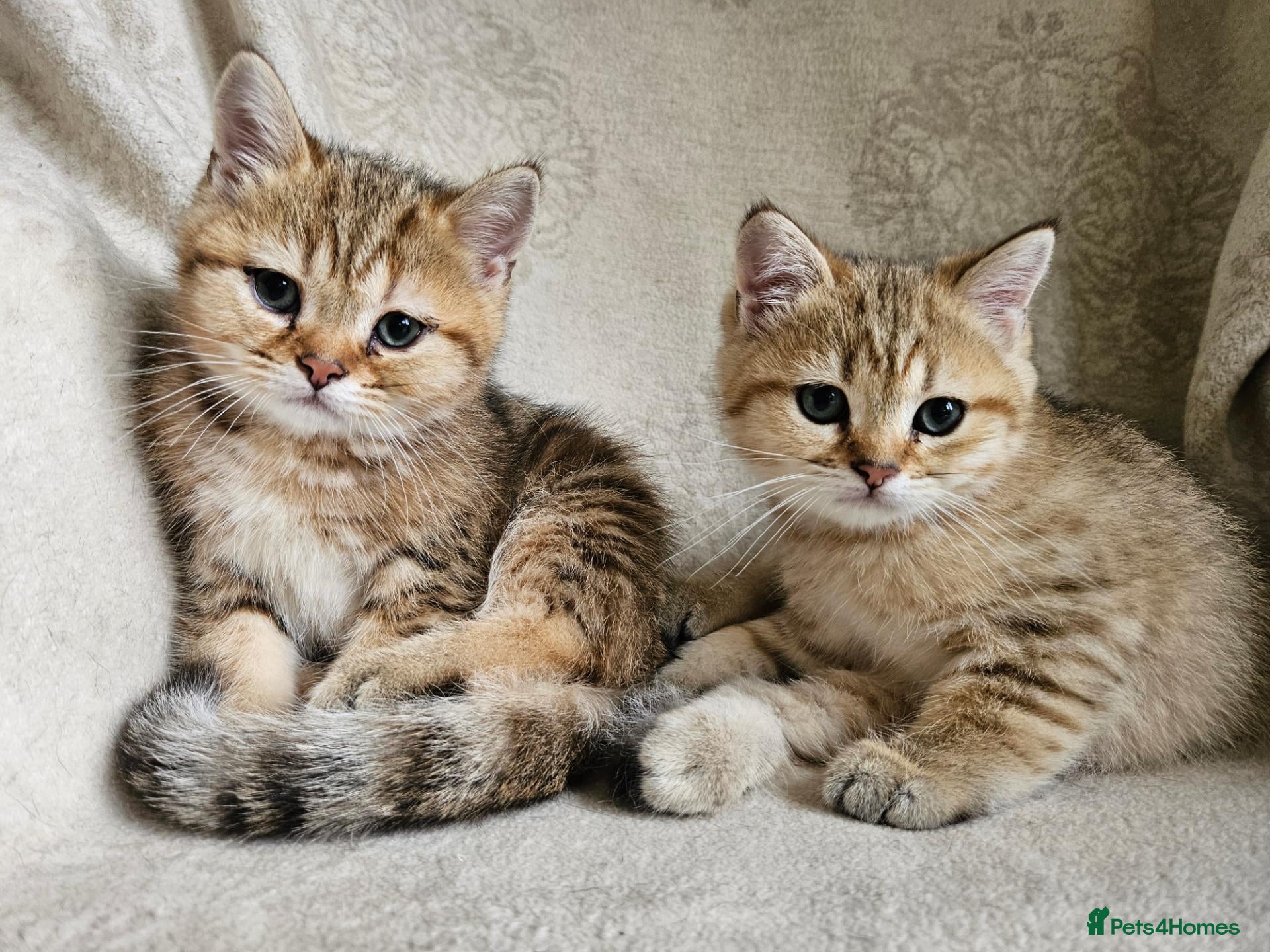 British Shorthair cats Stunning Golden British Shorthair Kittens  - Advert 1