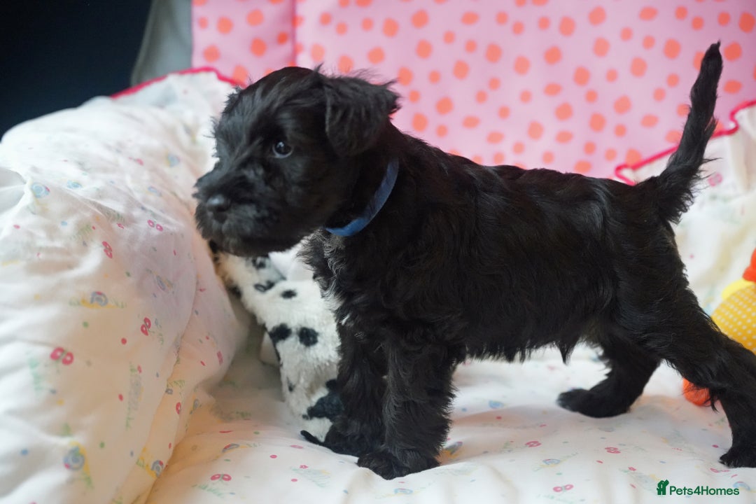 Miniature Schnauzer dogs for sale: KC registered Miniature Schnauzers lovingly reared - Image 10
