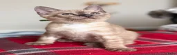 Bengal cats for sale: TICA registered Seal Solid Silver Mink Bengals - Advert 35