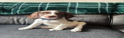 English Springer Spaniel dogs for sale: Springer spaniel puppies ready to go !!!! - Advert 4