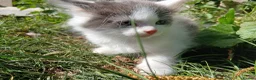 British Longhair cats for sale: READY NOW!!!! Stunning kittens - Advert 11