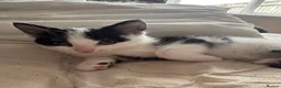Mixed Breed cats for sale: 3 Black & white male kittens  - Advert 3