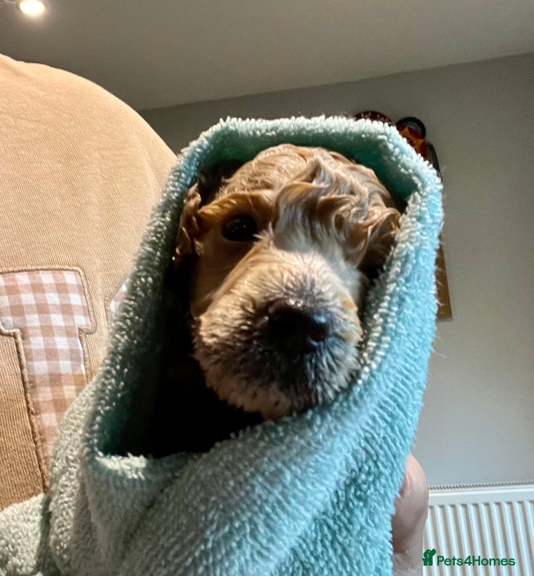 Toy Poodle dogs for sale: KC Toy Poodle Puppies - Image 16