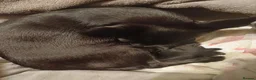 Chihuahua dogs for sale: Adorable Chihuahua puppies  - Advert 2