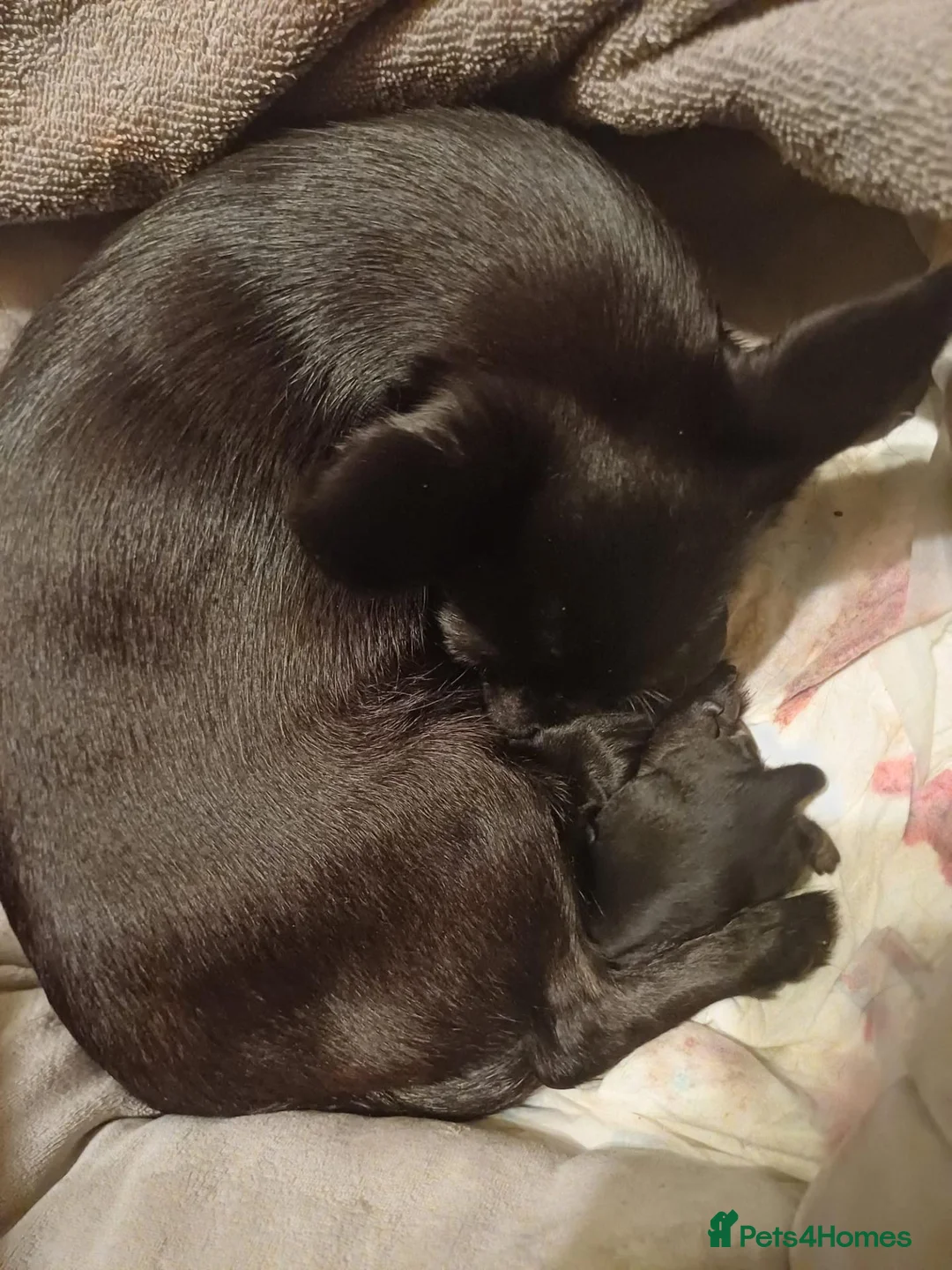 Chihuahua dogs for sale: Adorable Chihuahua puppies  - Advert 2