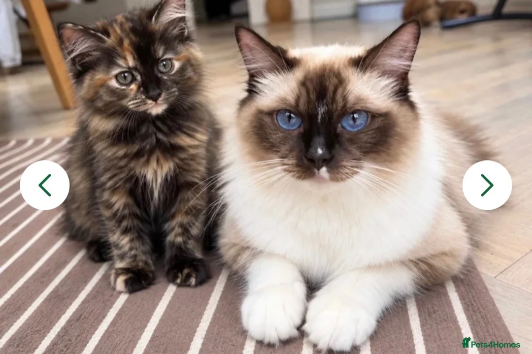 Ragdoll cats for sale: Ragdoll cross girl  - Advert 1