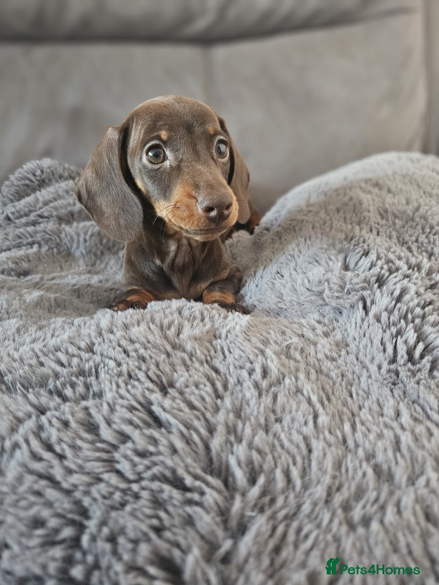 Miniature Dachshund dogs Tiny little girl left ready now,KC reg, pra clear - Advert 3