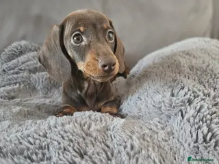 Miniature Dachshund dogs Tiny little girl left ready now,KC reg, pra clear - Advert 3