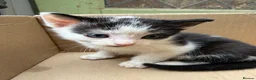 Mixed Breed cats for sale: 4 adorable kittens available to be rehomed - Advert 9