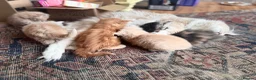 Maine Coon cats for sale: Maine coon kittens  in Newton Stewart - Advert 8