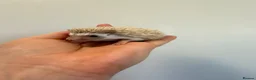 Pygmy Hedgehog rodents for sale: Hoglets available for reservation  - Advert 9