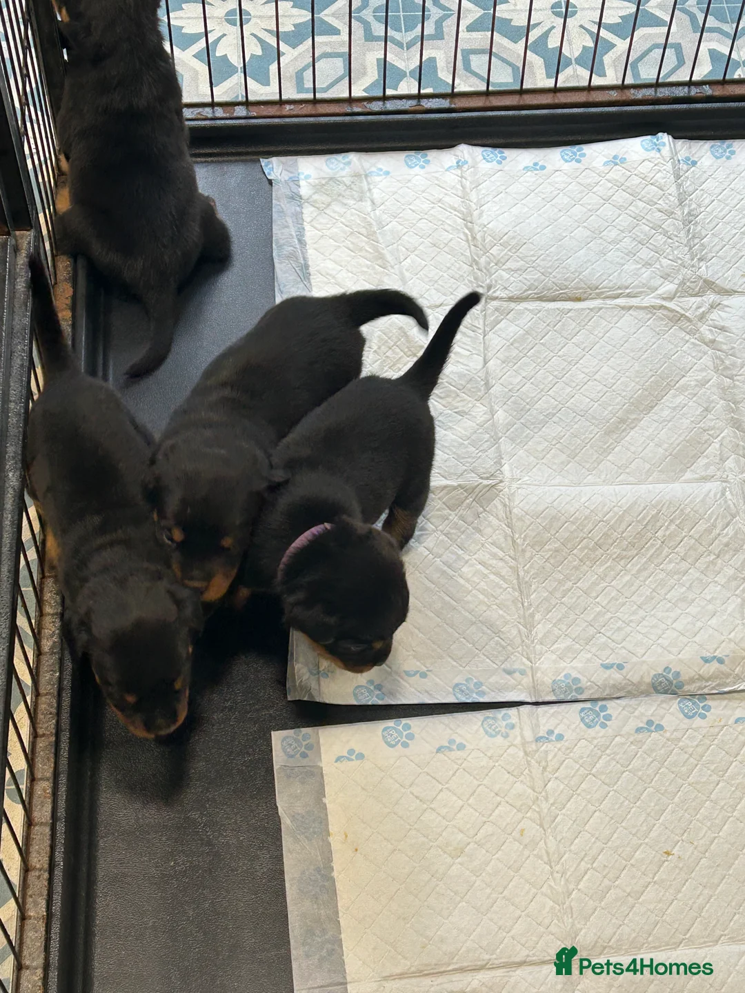 Rottweiler dogs for sale: Champion  bloodline Rottwiler Puppies  - Advert 19