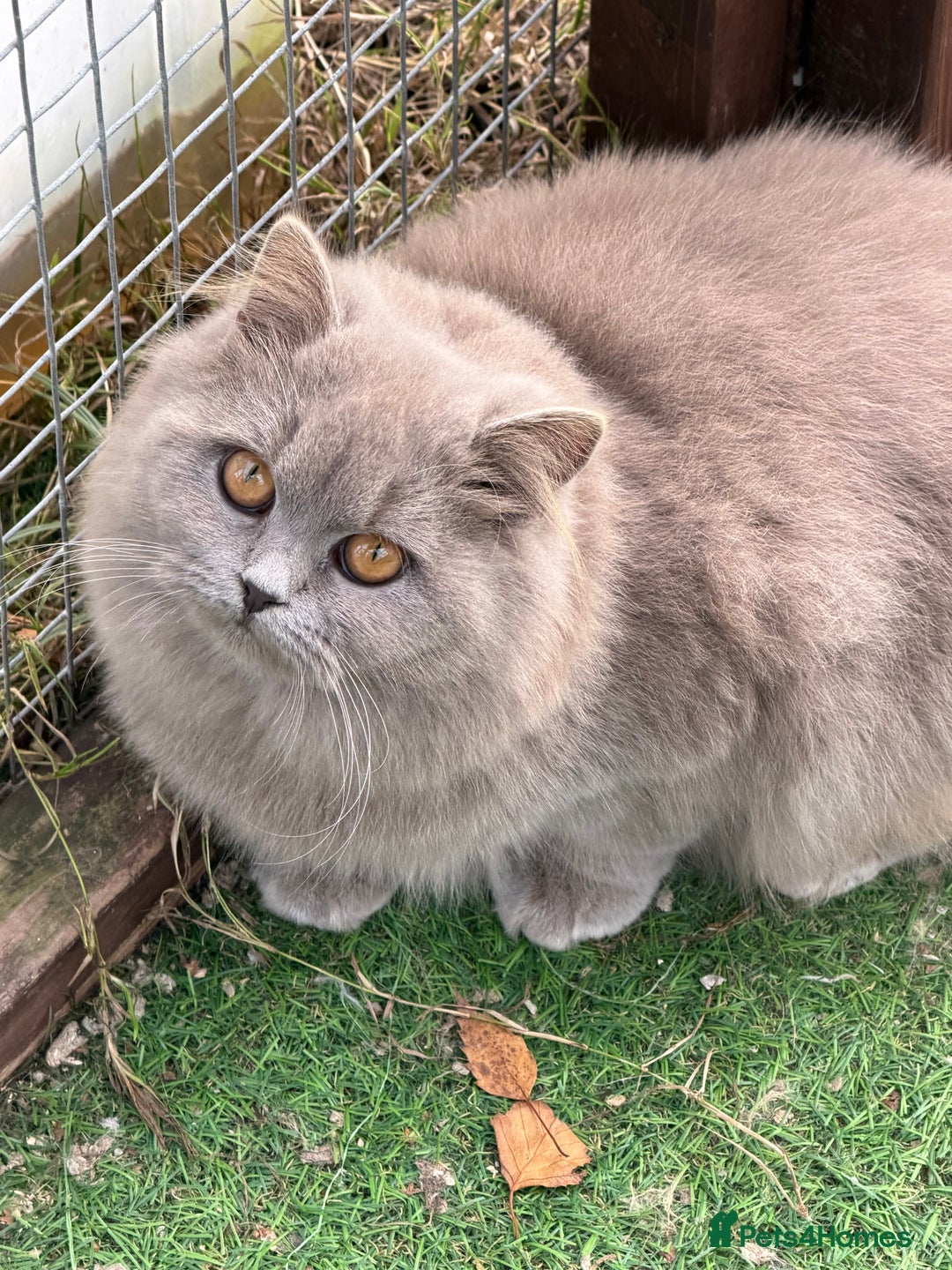 British Shorthair cats for sale: British Shorthair  - Advert 9