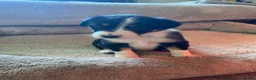 Borador dogs for sale: Borador pups with a bit of kelpie too! - Advert 9