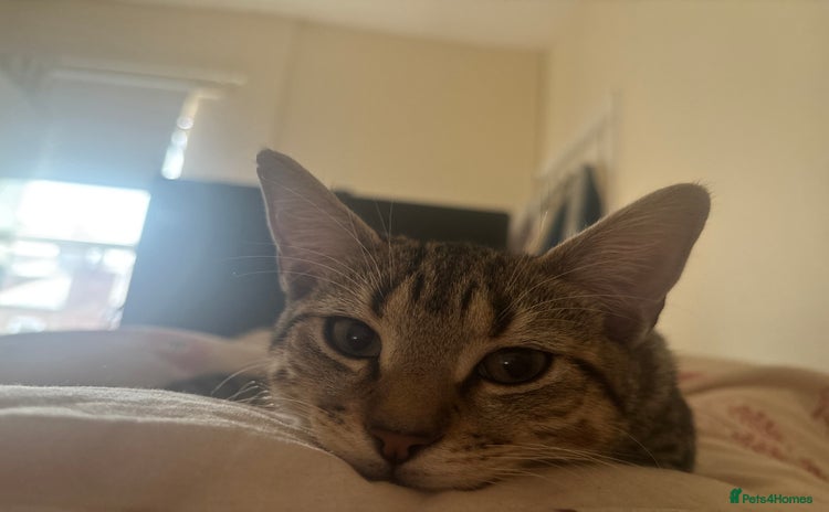 Domestic Shorthair cats - Advert 4