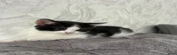 Domestic Shorthair cats for sale: 🐾Fluffy black and white kittens🐾 - Advert 19