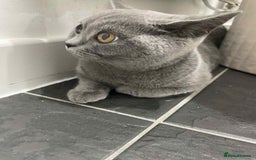 British Shorthair cats for sale: GCCF active British Shorthair female - Image 3