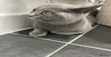 British Shorthair cats - Advert 6