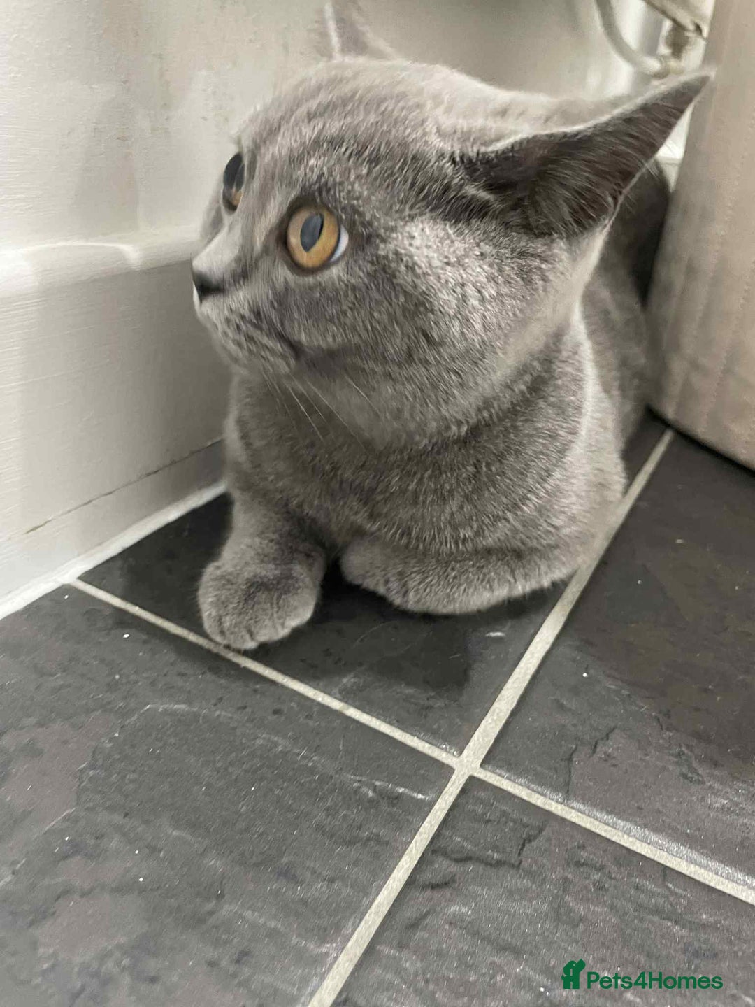 British Shorthair cats for sale: GCCF active British Shorthair female - Image 3