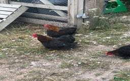 Chickens poultry for sale: Pekin bantam cockerels in Cullompton - Image 2