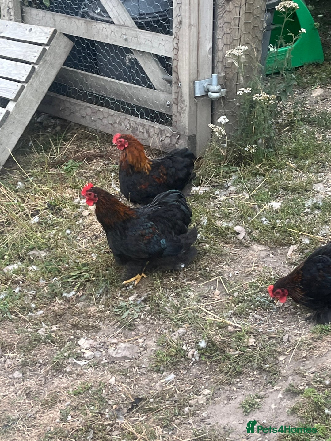 Chickens poultry for sale: Pekin bantam cockerels in Cullompton - Image 2