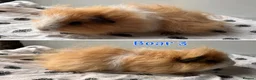 Guinea Pig rodents for sale: Guinea pig sows and boars - Lunkarya & Swiss  - Advert 7
