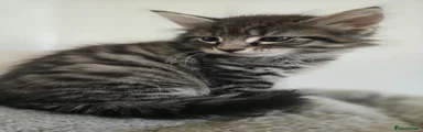 Maine Coon 2