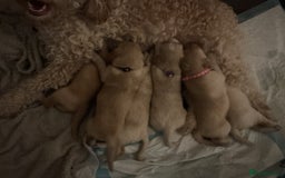Mixed Breed dogs for sale: Beautiful chunky golden retriever x cockapoos  - Image 22