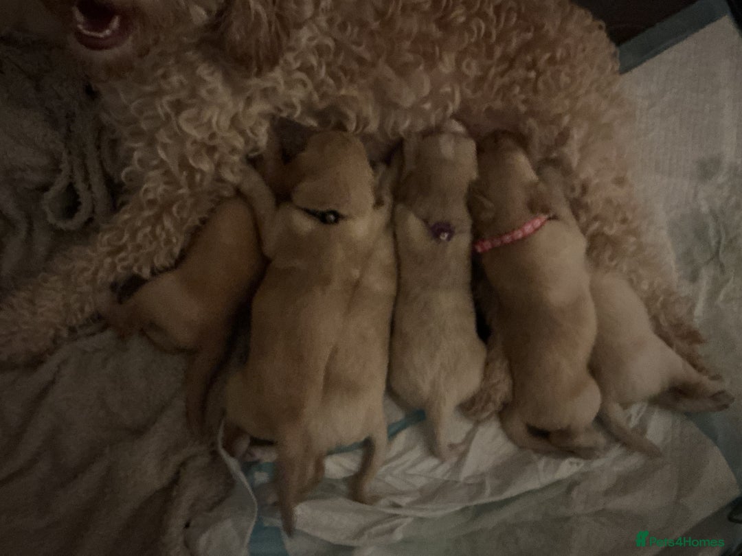 Mixed Breed dogs for sale: Beautiful chunky golden retriever x cockapoos  - Image 22