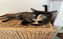 Domestic Shorthair cats for sale: SALE! Three beautiful black kittens  - Image 17