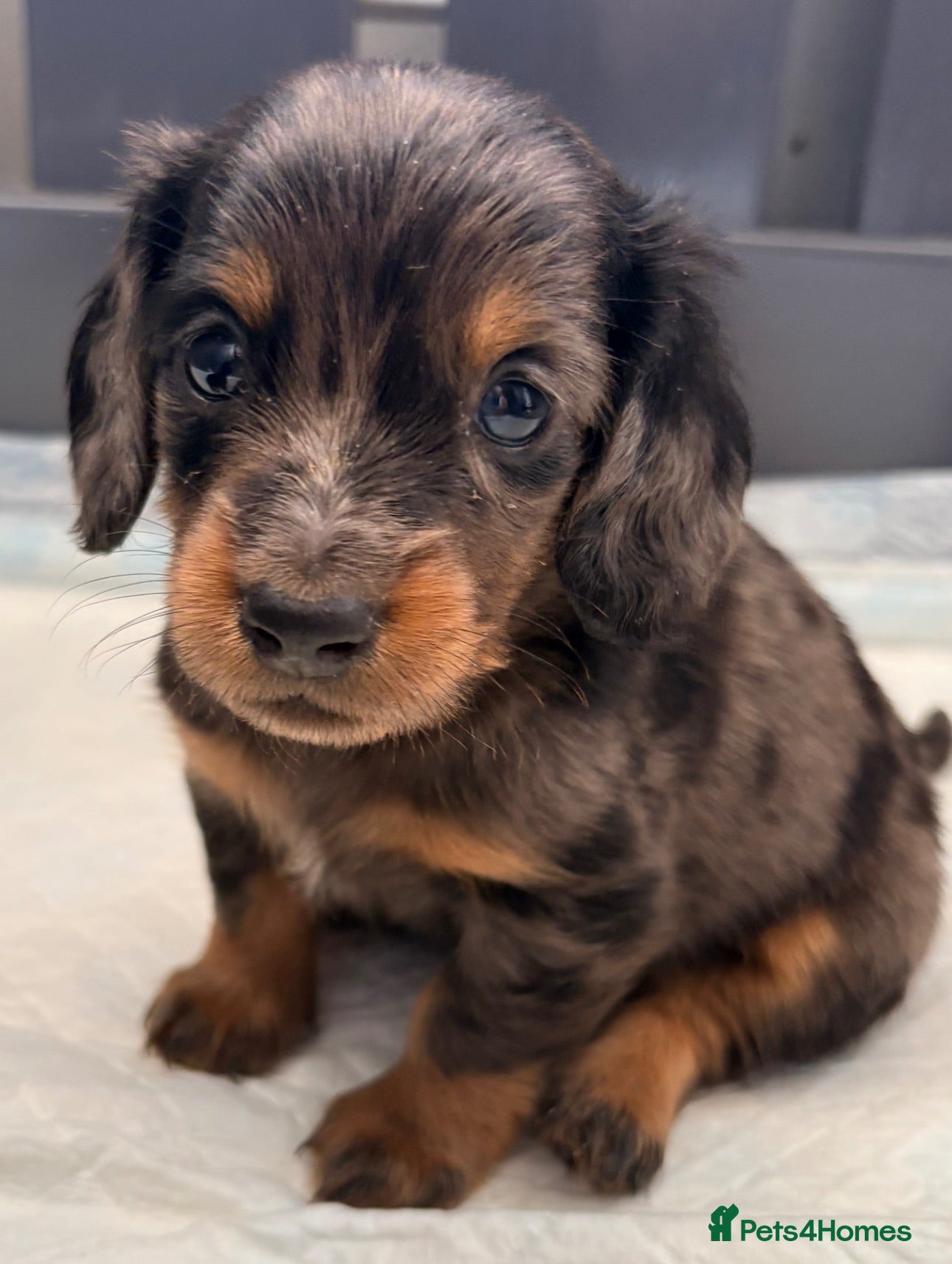 Miniature Dachshund dogs True beautiful tiny mini dachshunds puppies - Advert 4