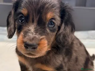 Miniature Dachshund dogs True beautiful tiny mini dachshunds puppies - Advert 4